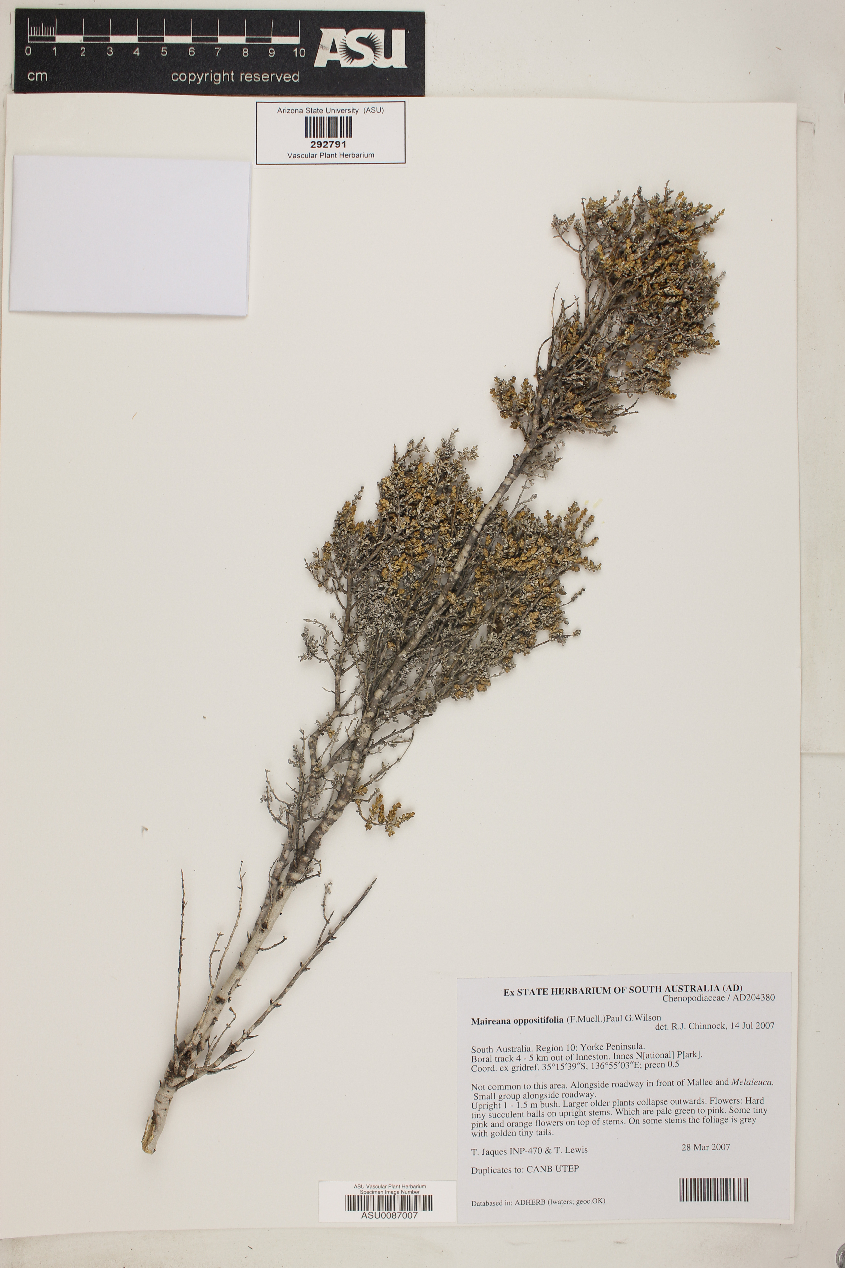 Maireana oppositifolia image