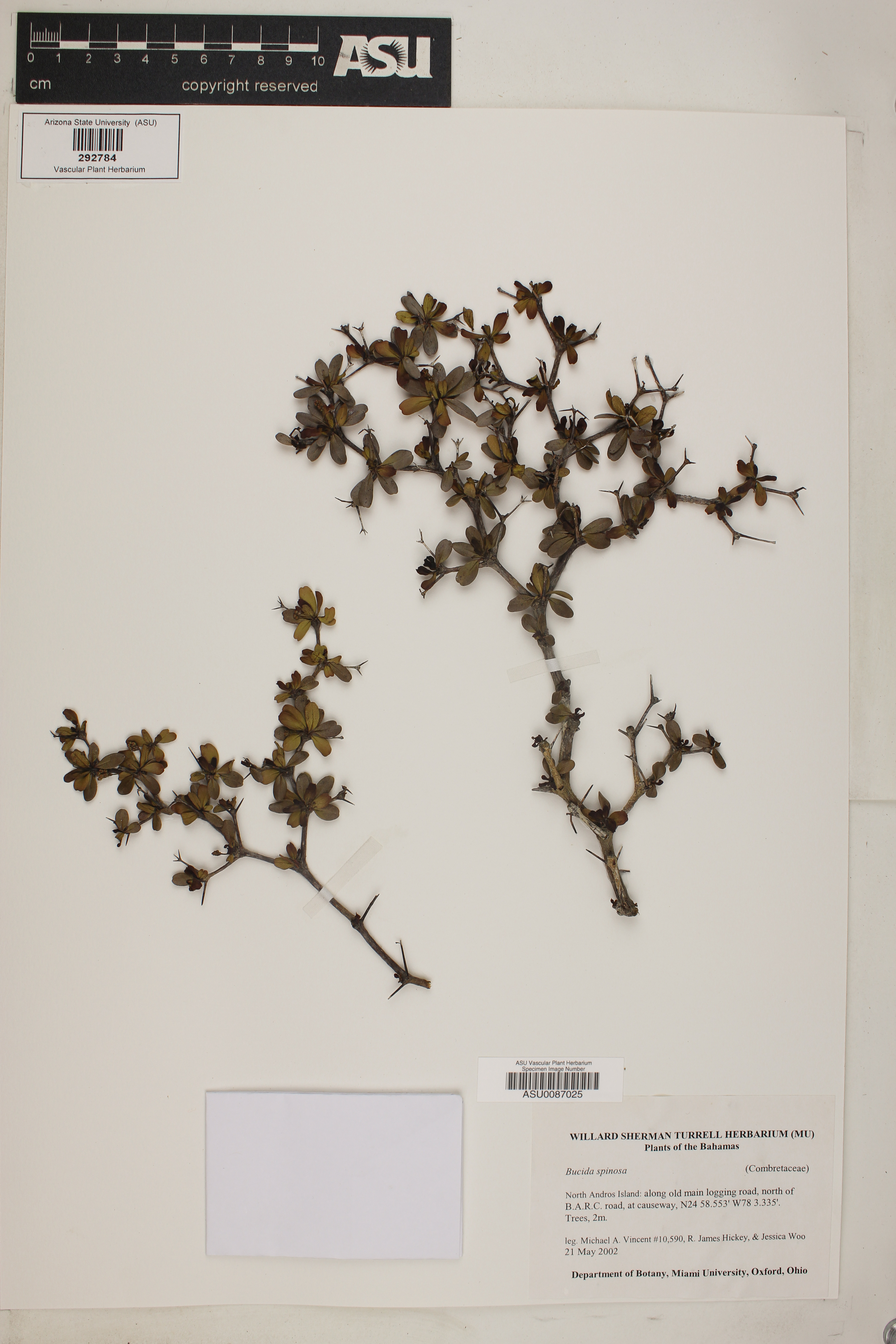 Bucida spinosa image
