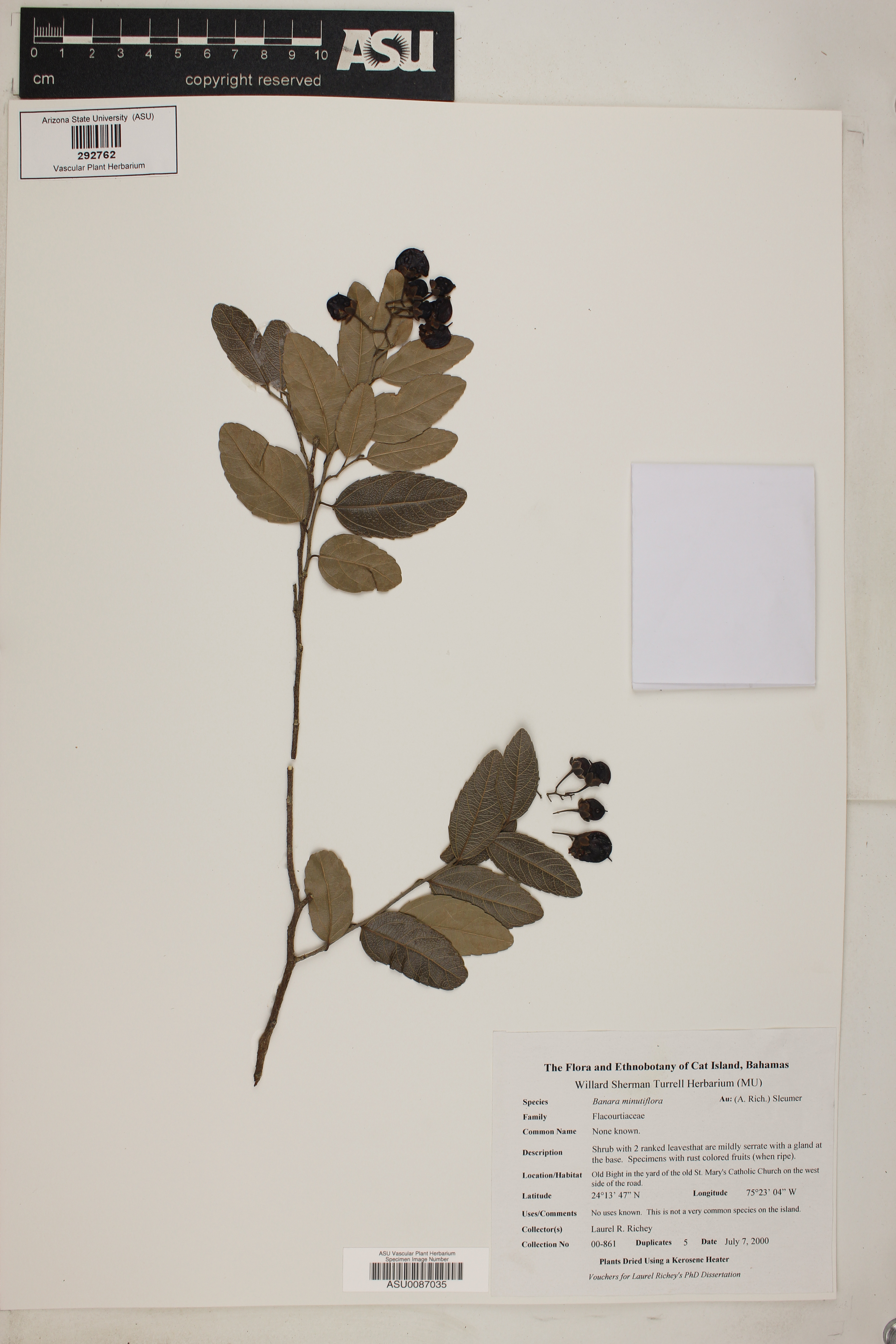 Banara minutiflora image