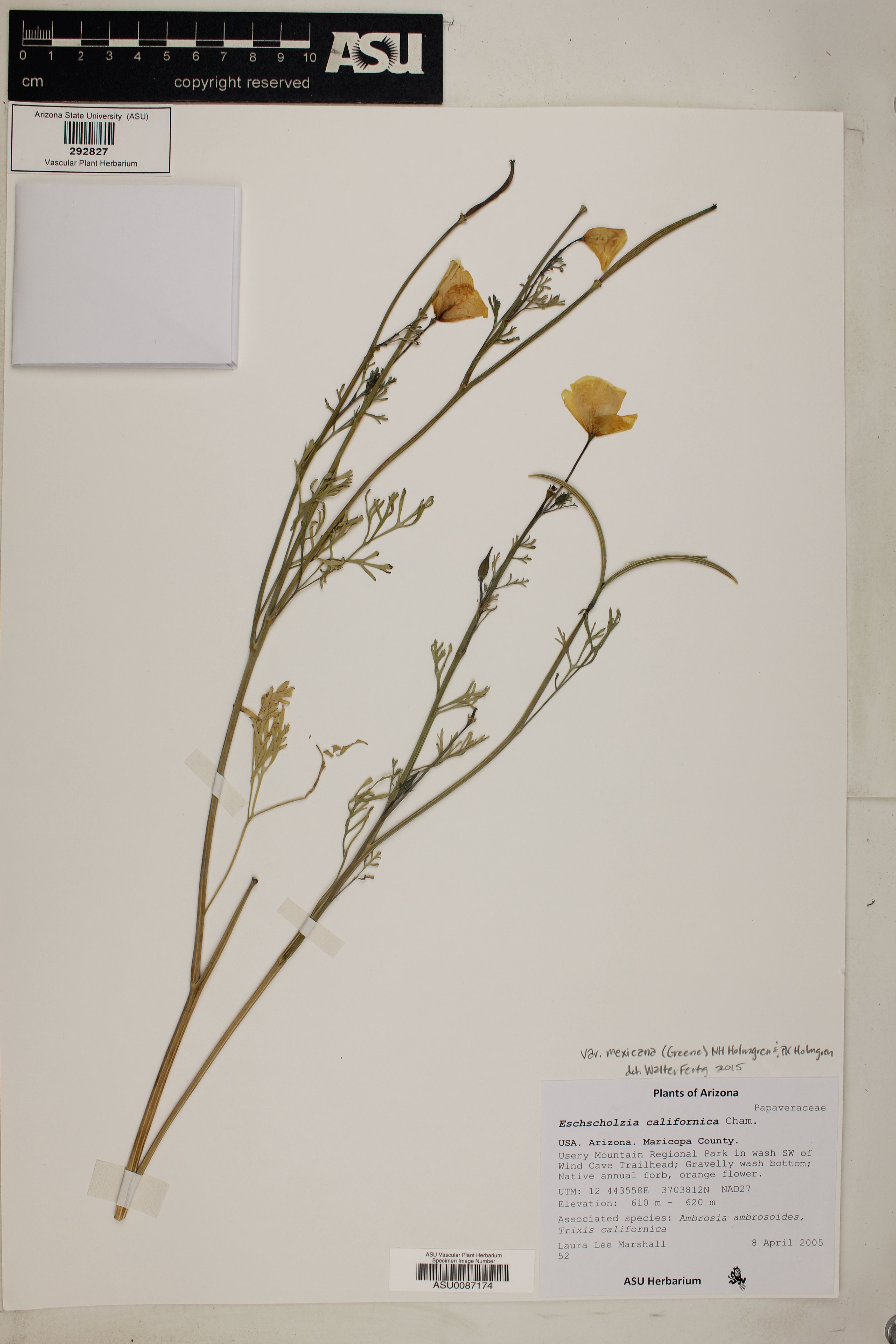 Eschscholzia californica var. mexicana image