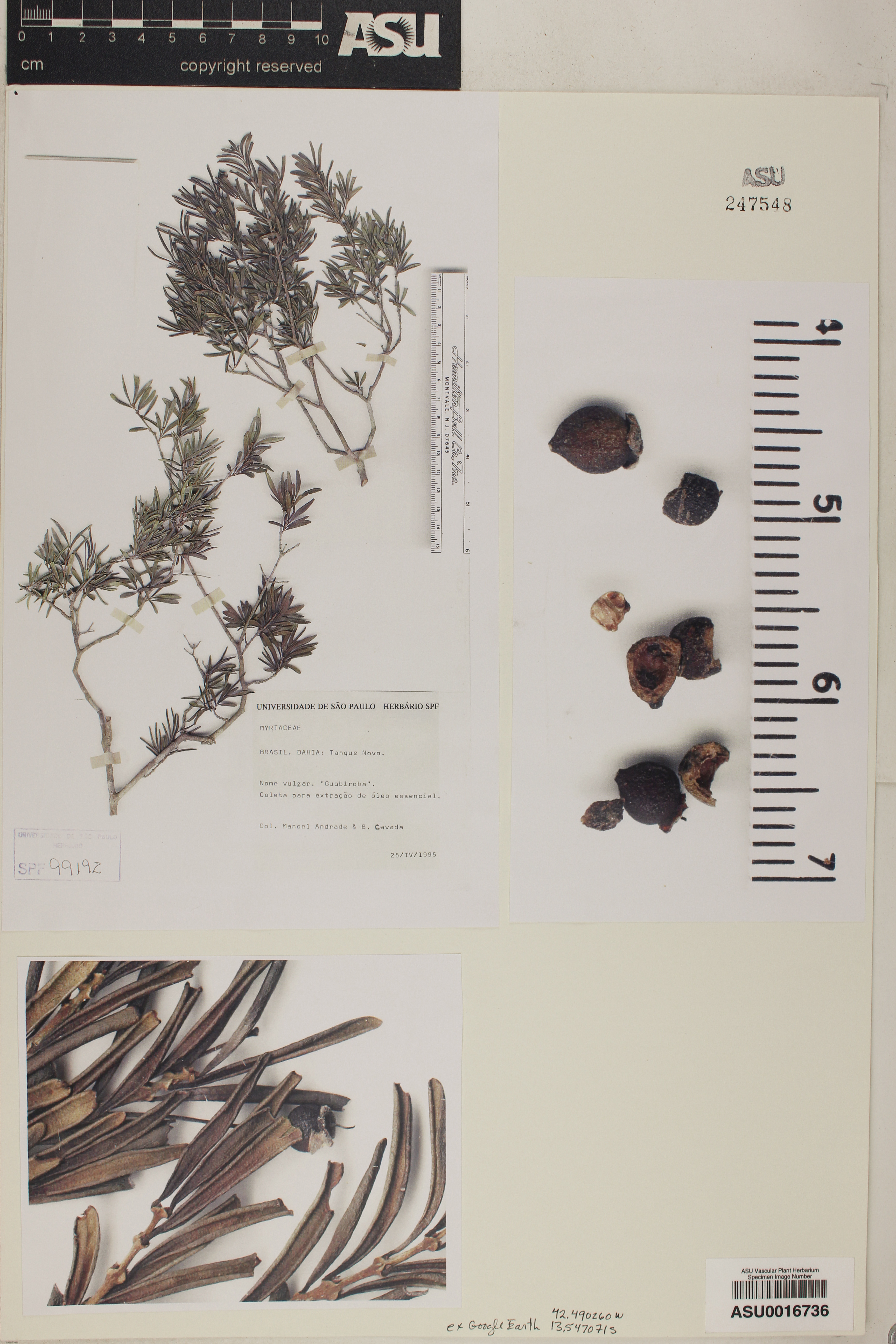 Psidium pulcherrimum image