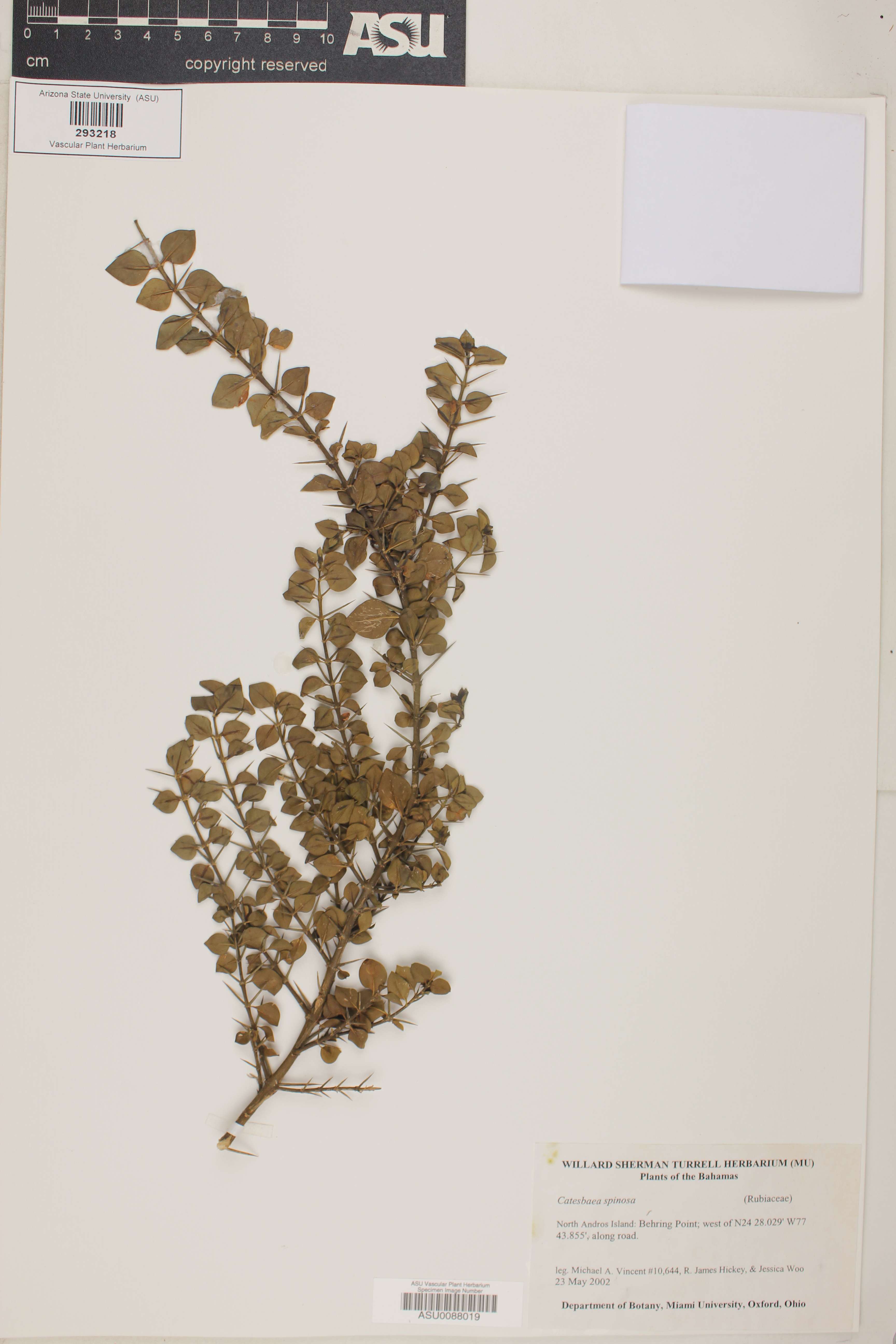 Catesbaea spinosa image