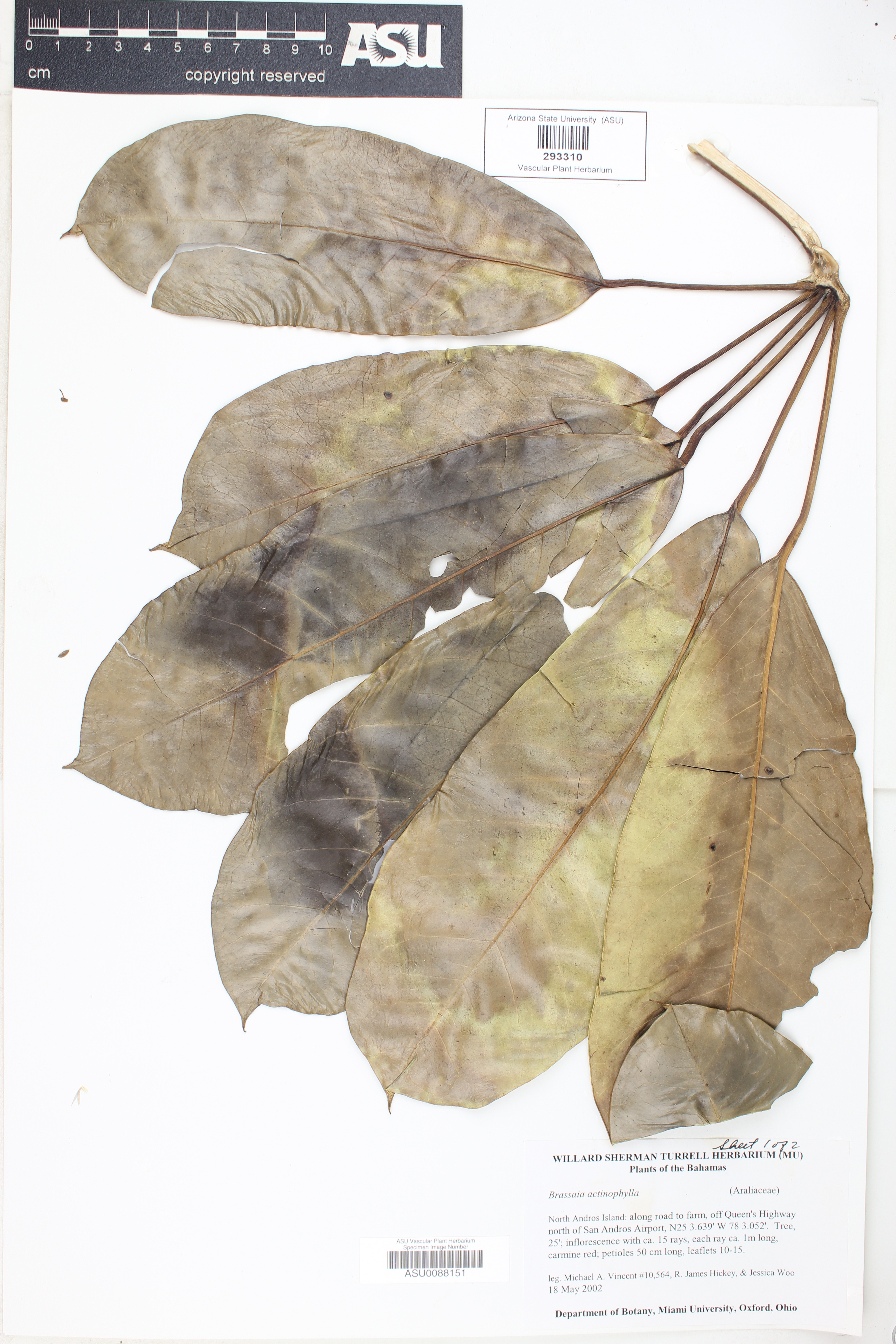 Brassaia actinophylla image