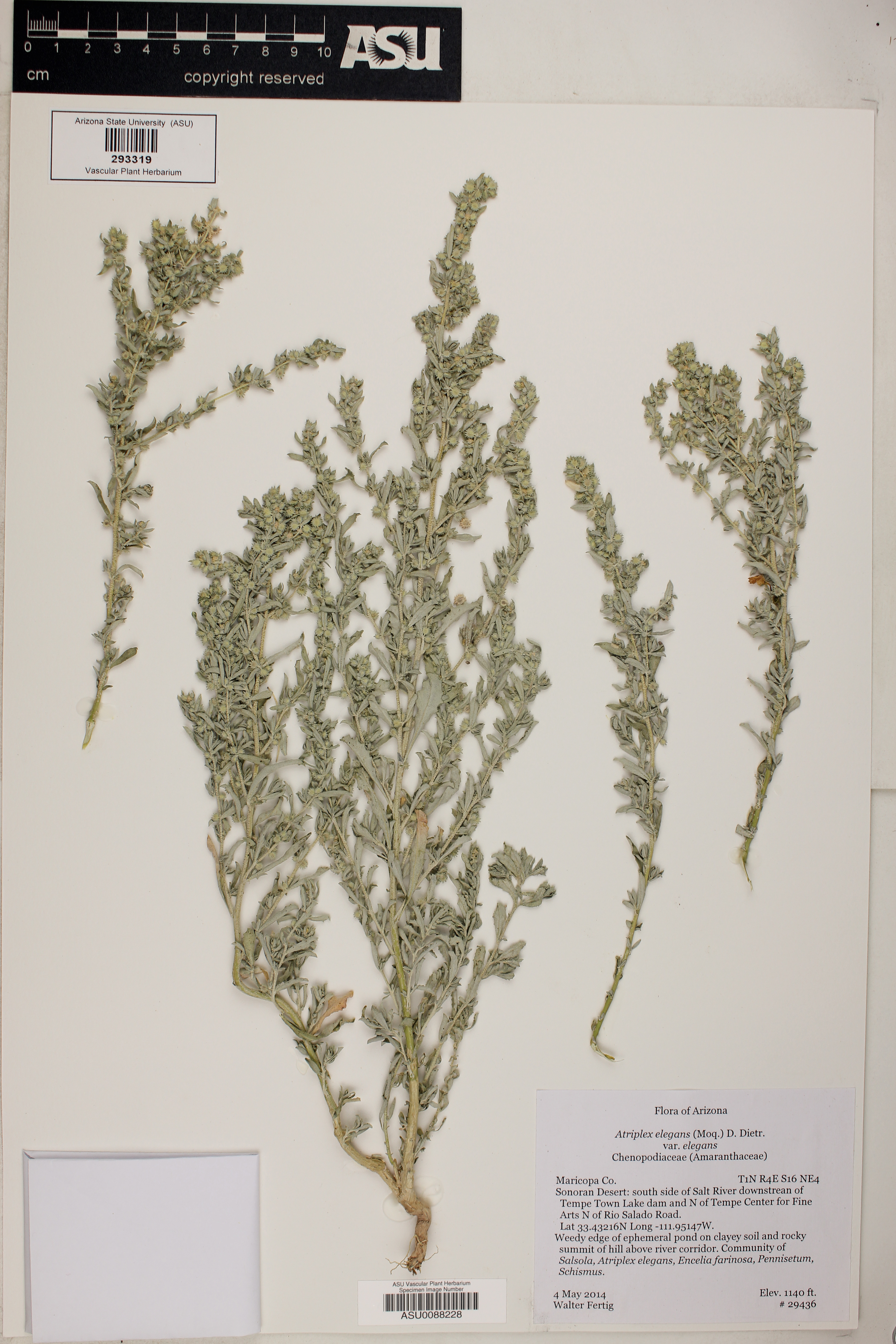 Atriplex elegans var. elegans image