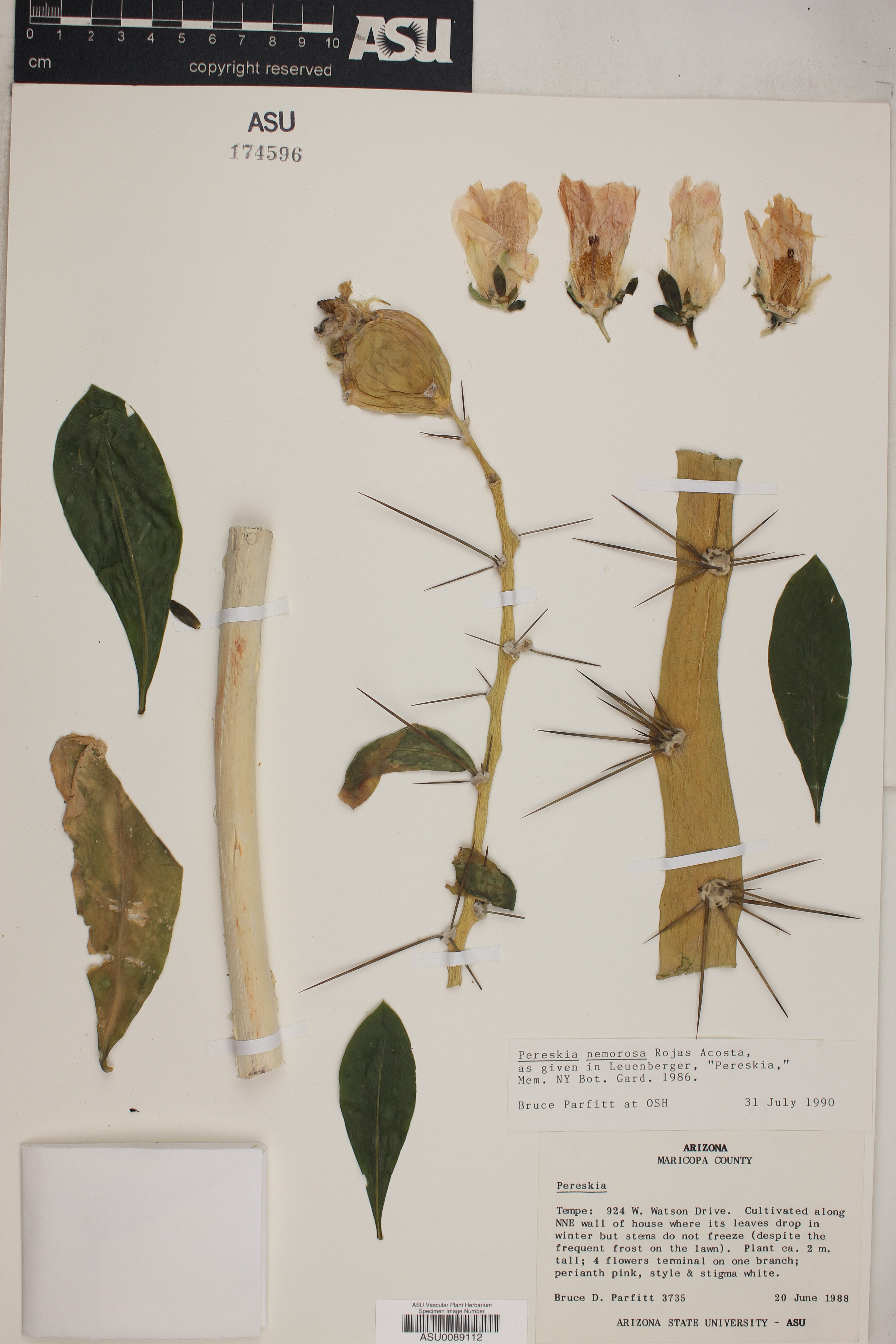 Pereskia nemorosa image