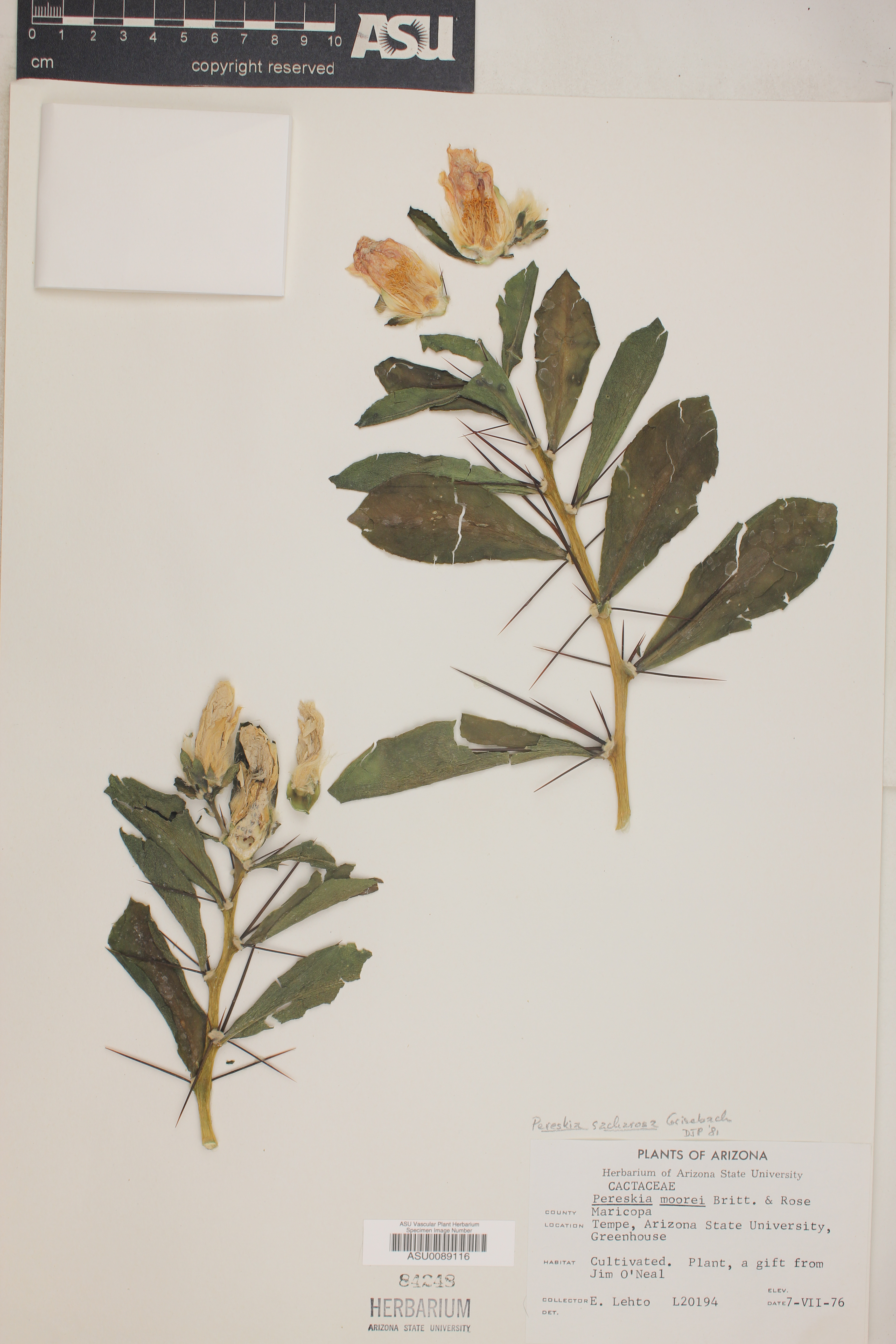 Pereskia sacharosa image