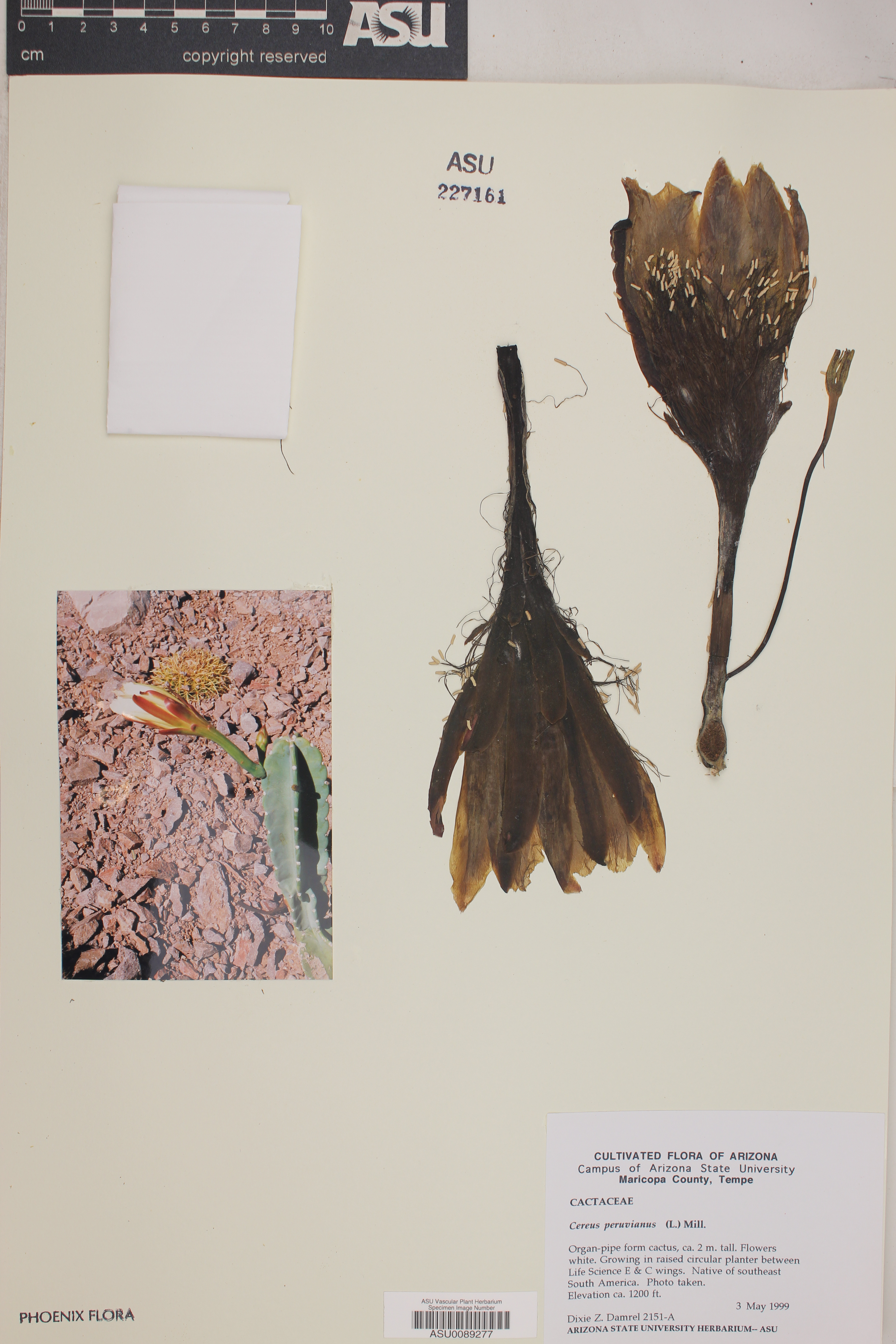 Cereus peruvianus image