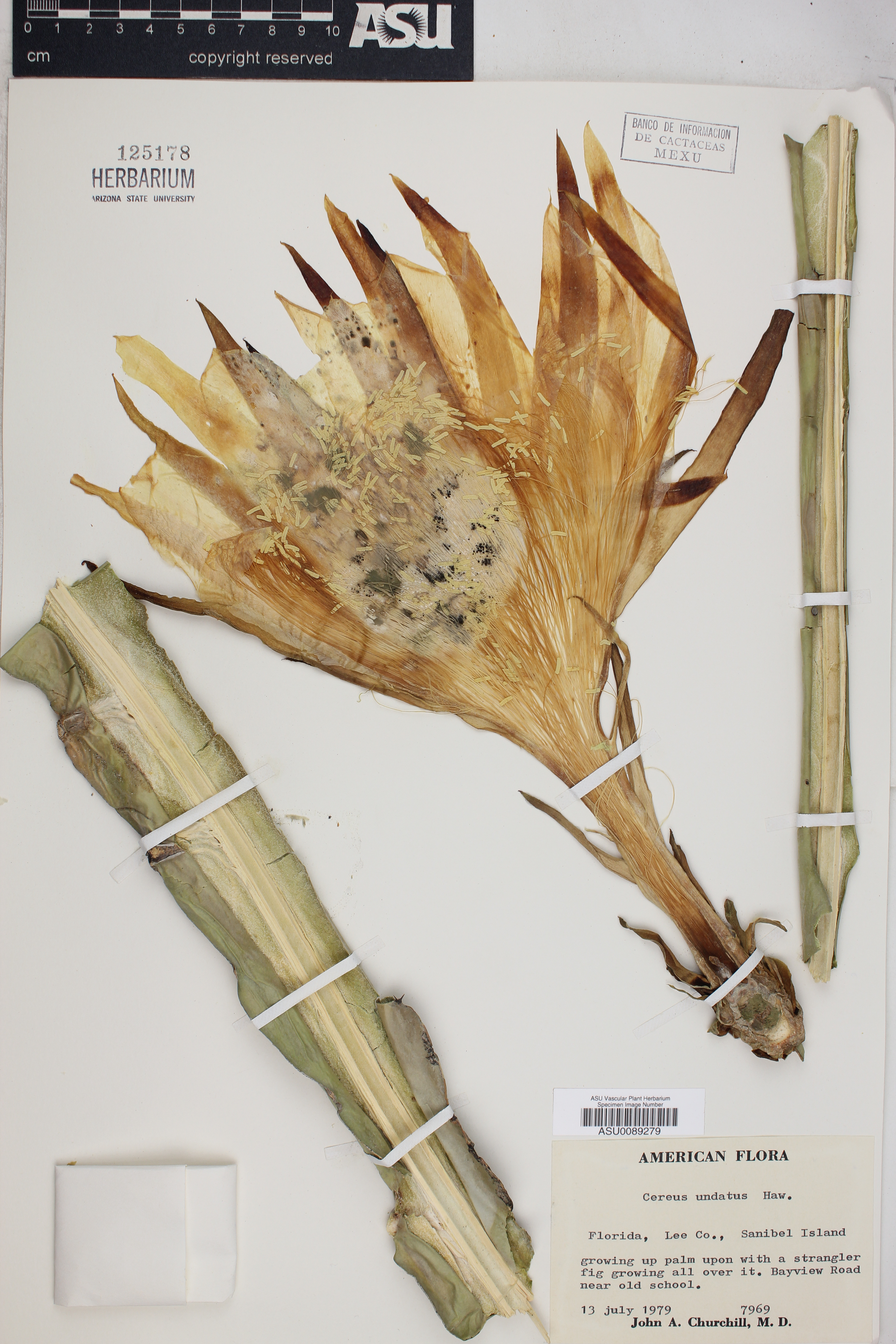 Cereus undatus image