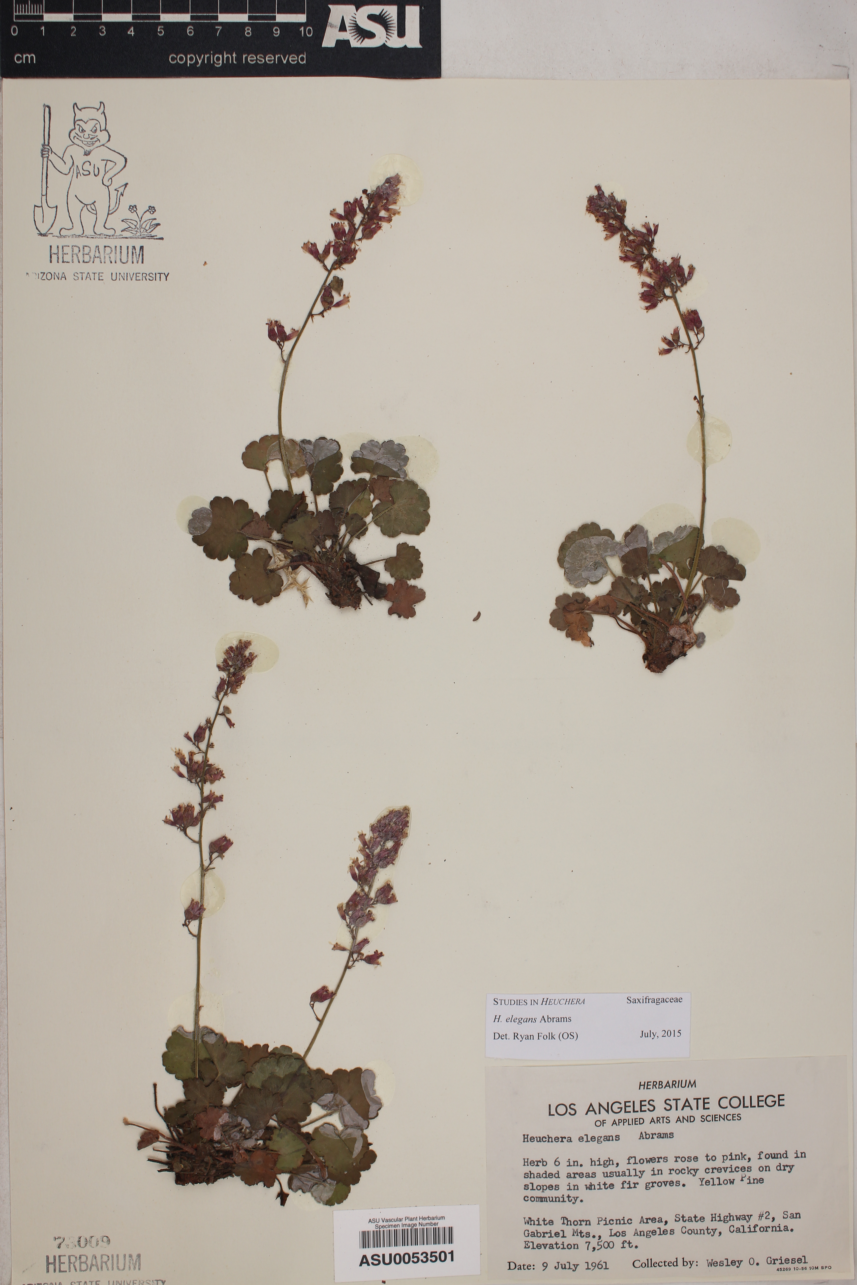 Heuchera elegans image