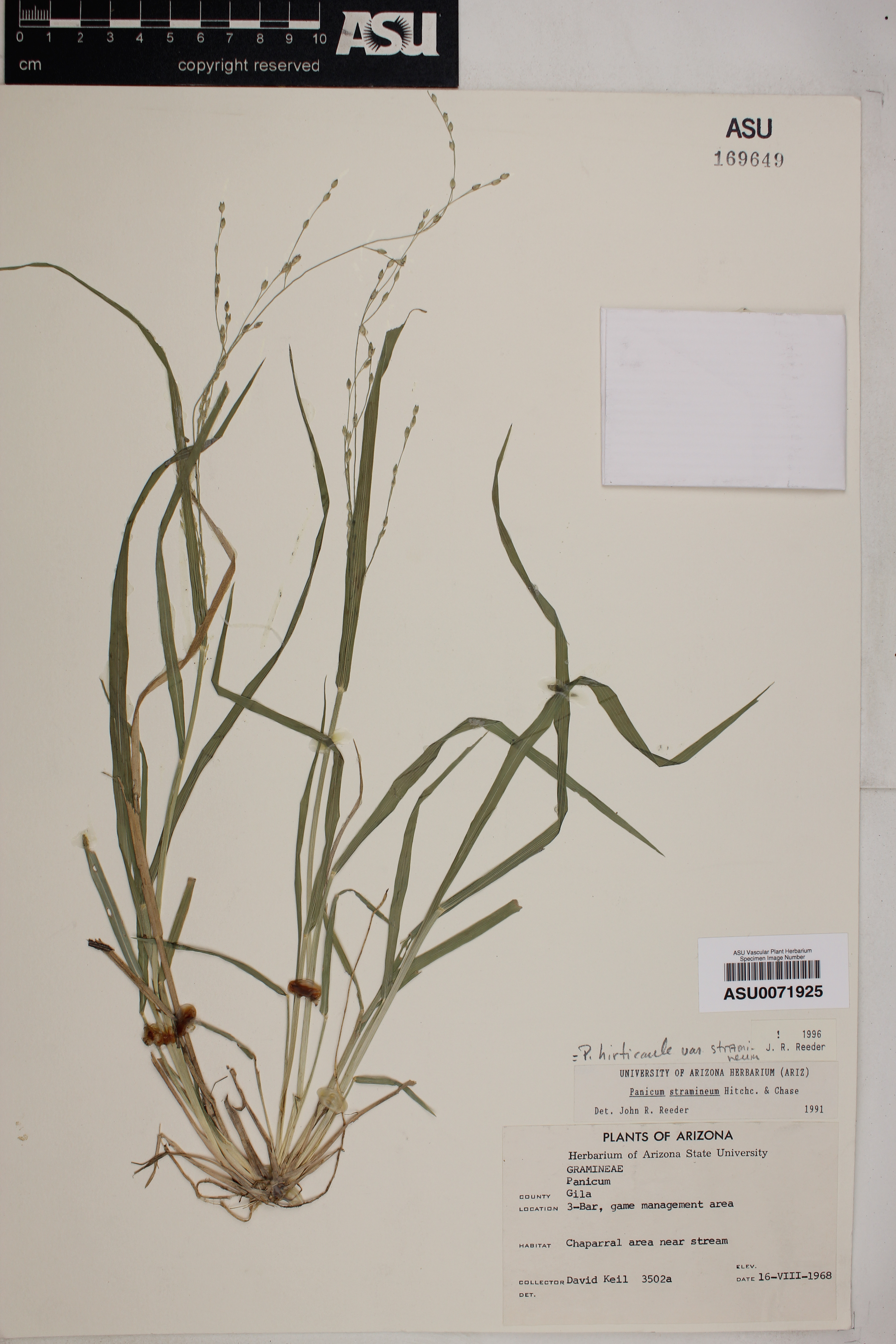 Panicum hirticaule var. stramineum image