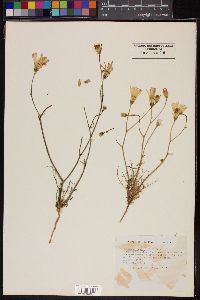 Calycoseris wrightii image