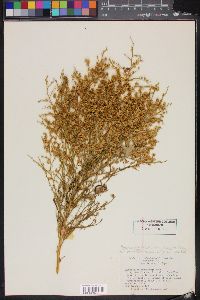 Ambrosia salsola image