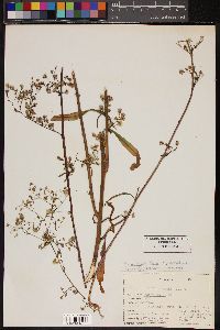 Image of Symphyotrichum squamatum