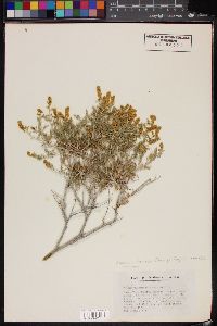 Ambrosia dumosa image