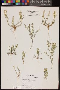 Lepidium lasiocarpum image