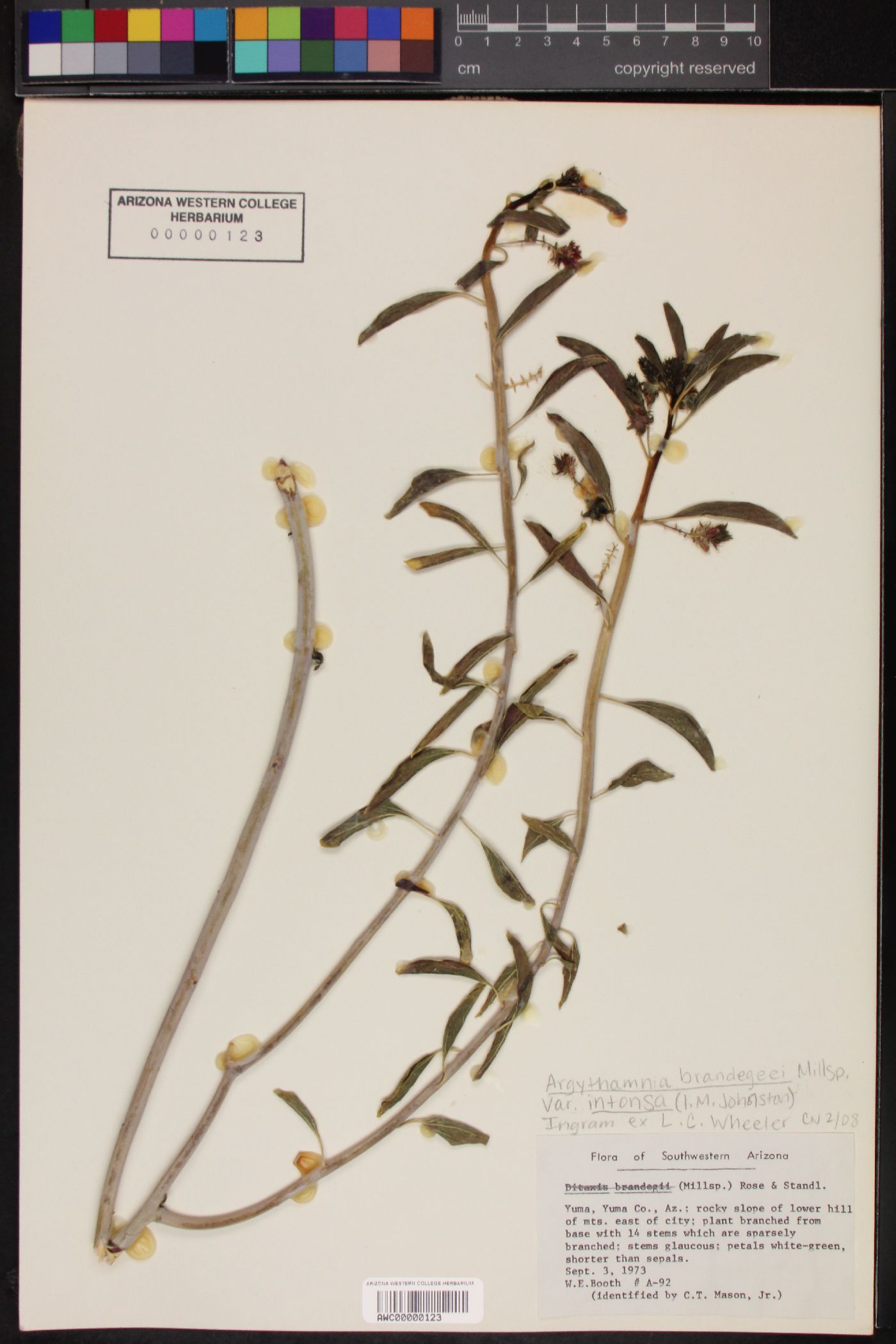 Ditaxis brandegeei var. intonsa image