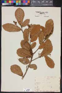 Quercus rugosa image