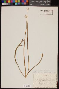 Dichelostemma capitatum image