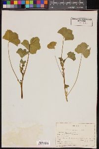 Malva parviflora image