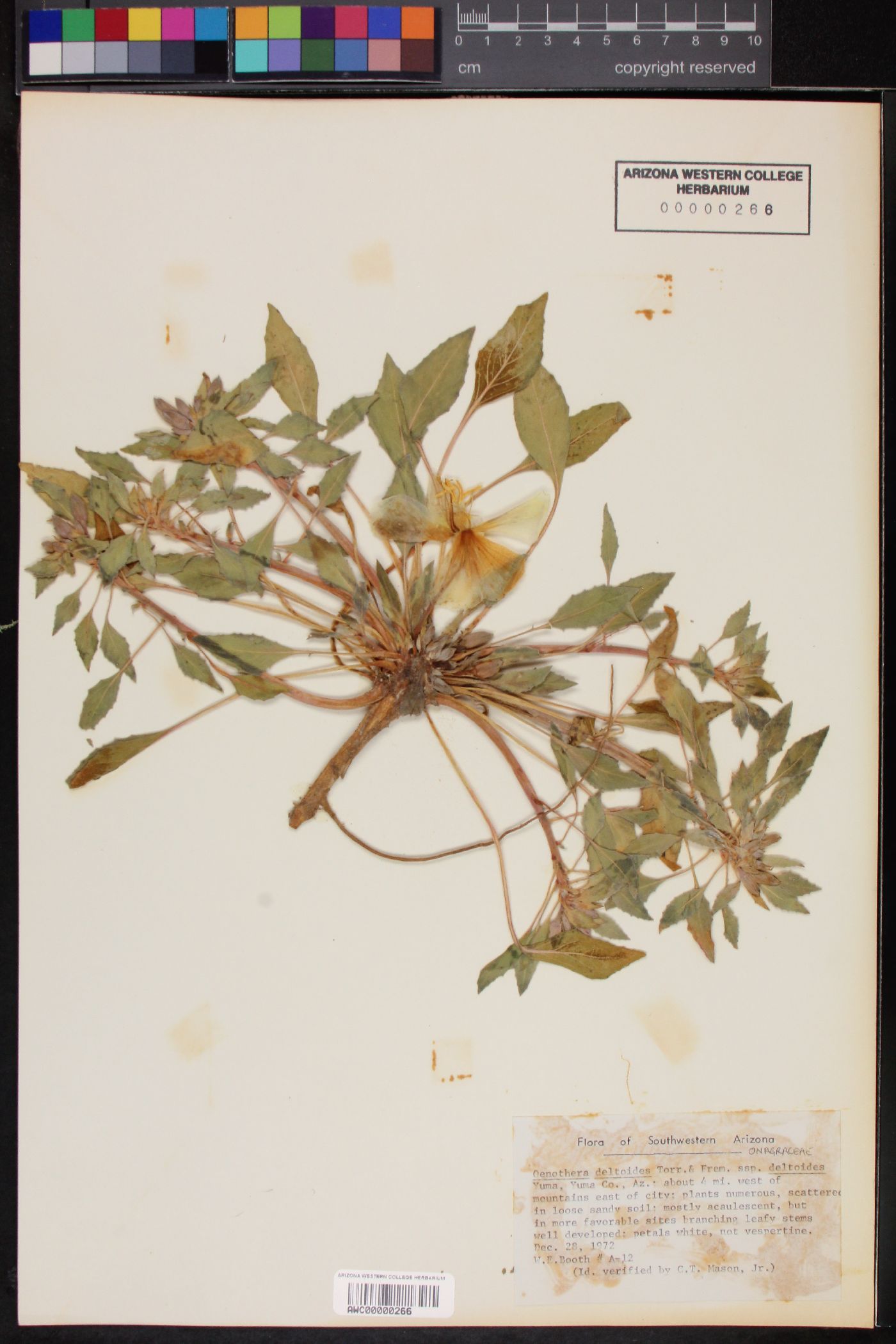 Oenothera deltoides subsp. deltoides image