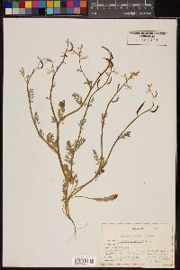 Corydalis aurea image