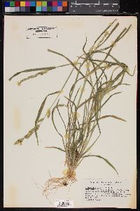 Echinochloa colona image