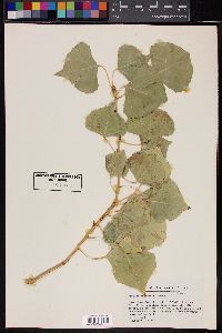 Populus fremontii image