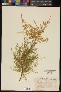 Tamarix chinensis image