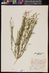 Oligomeris linifolia image