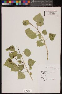 Populus fremontii image