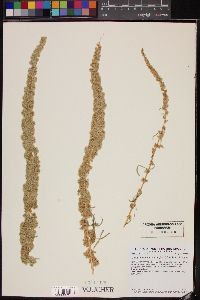 Amaranthus fimbriatus image