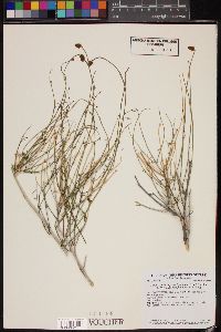 Adenophyllum porophylloides image