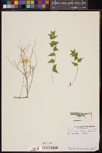 Brickellia atractyloides image