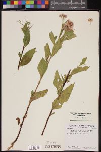 Pluchea odorata image