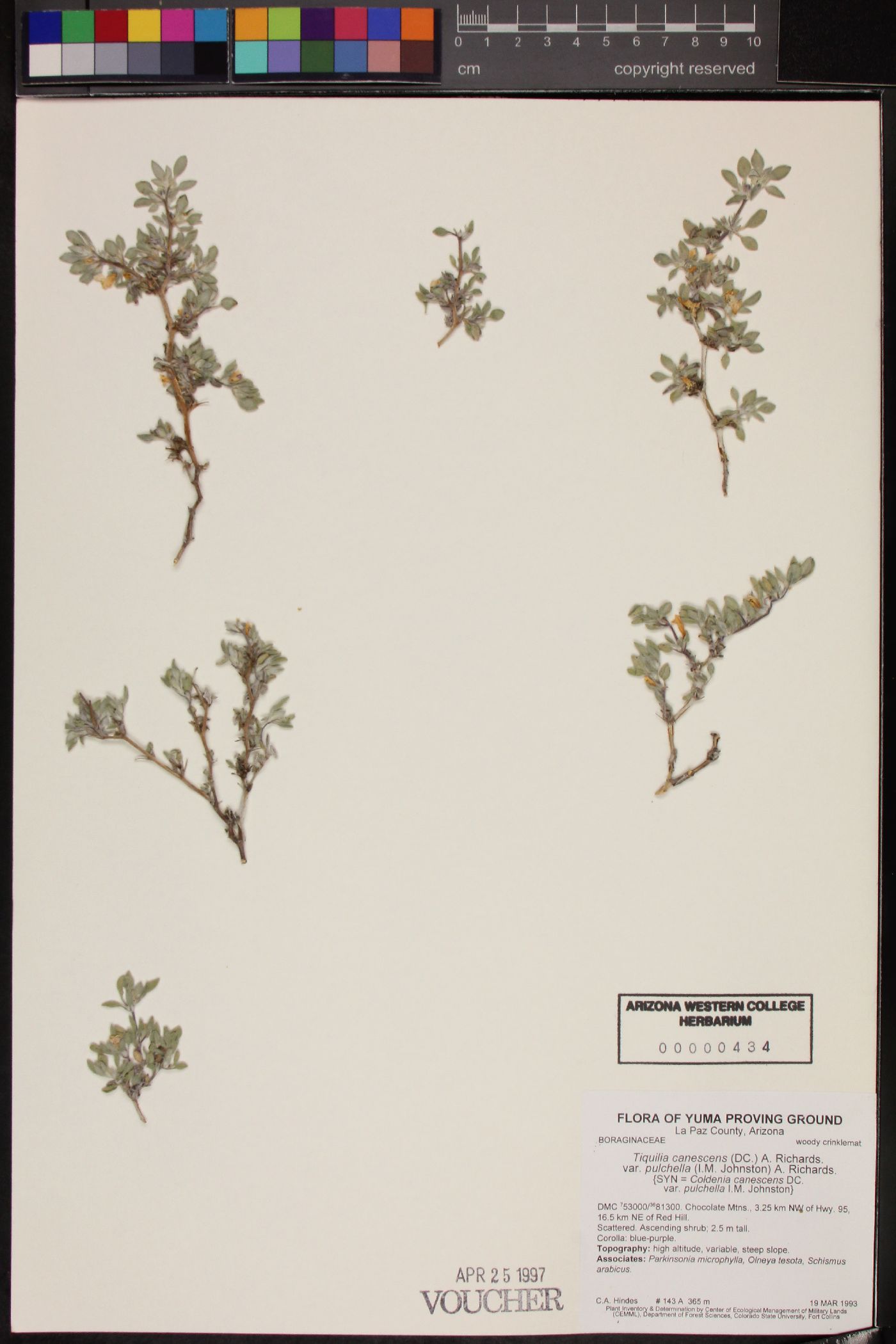 Tiquilia canescens var. pulchella image