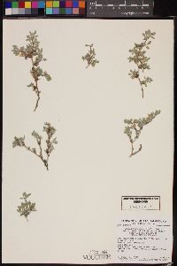 Tiquilia canescens var. pulchella image