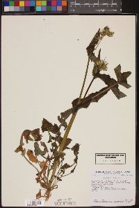 Sonchus oleraceus image