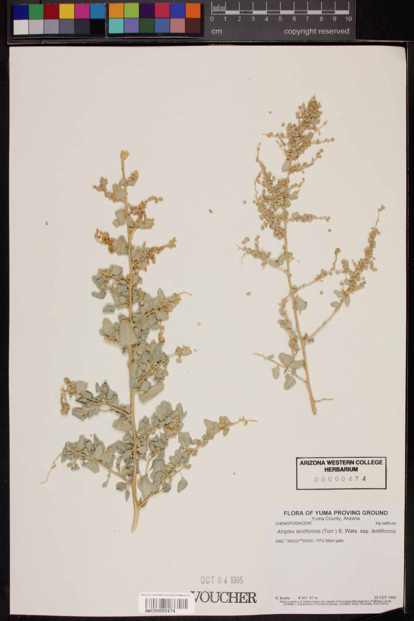 Atriplex lentiformis subsp. lentiformis image