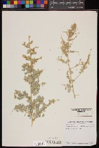Atriplex lentiformis subsp. lentiformis image