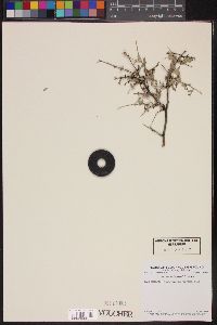 Crossosoma bigelovii image