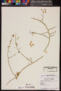 Parkinsonia microphylla image