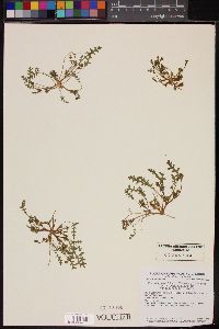 Phacelia ivesiana var. pediculoides image