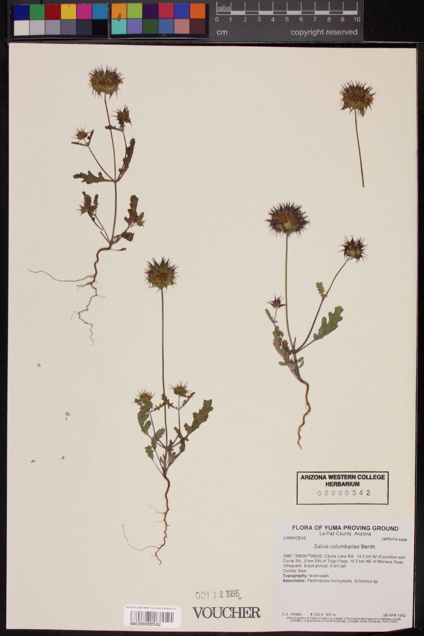 Salvia columbariae var. columbariae image