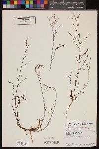 Eremothera chamaenerioides image