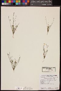 Eschscholzia minutiflora image