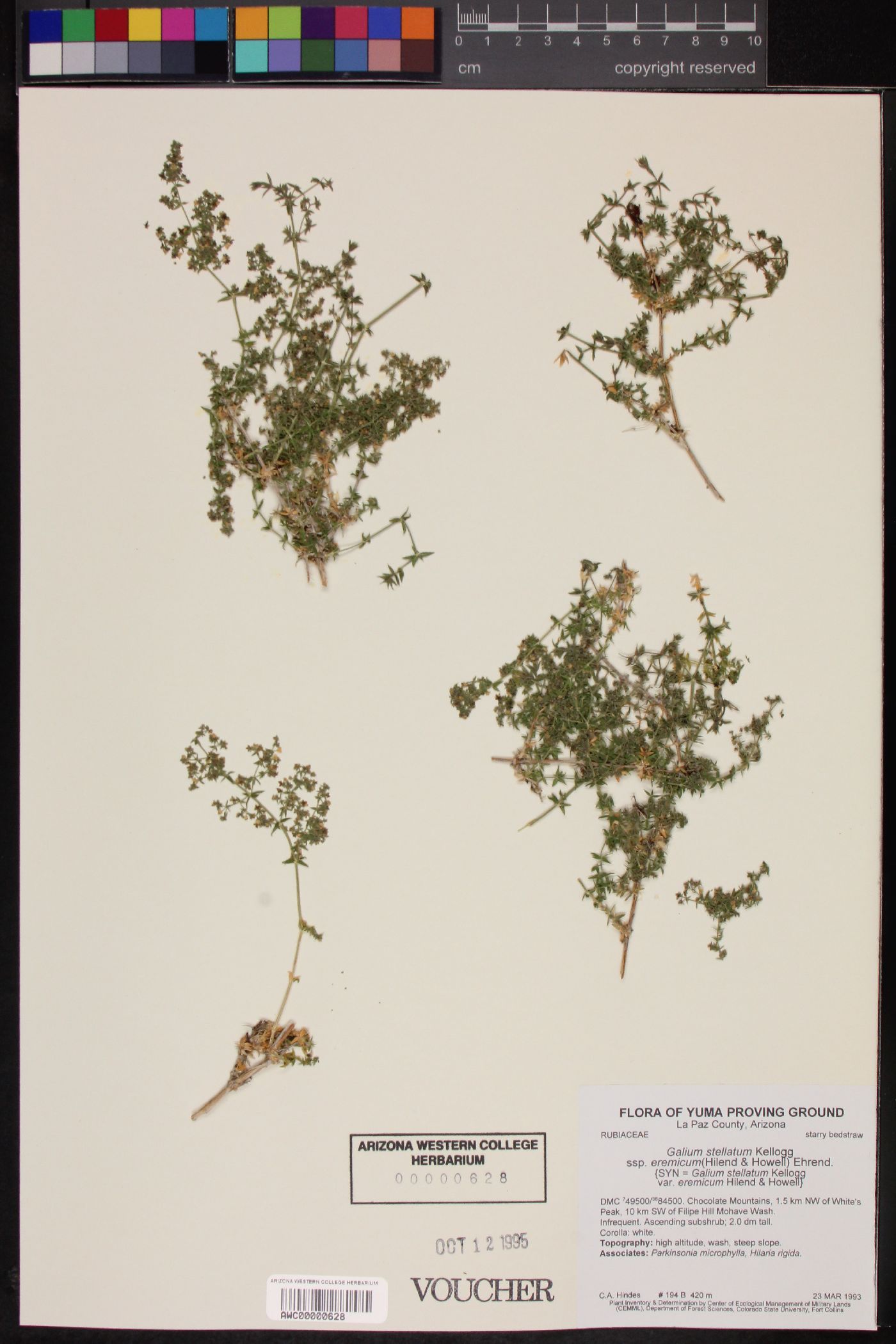 Galium stellatum subsp. eremicum image