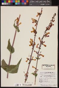 Penstemon pseudospectabilis image