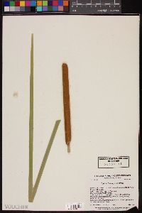 Typha domingensis image