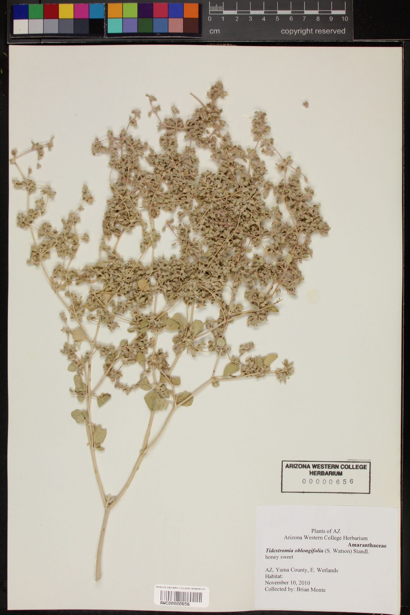 Tidestromia oblongifolia image