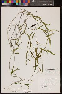 Funastrum cynanchoides image